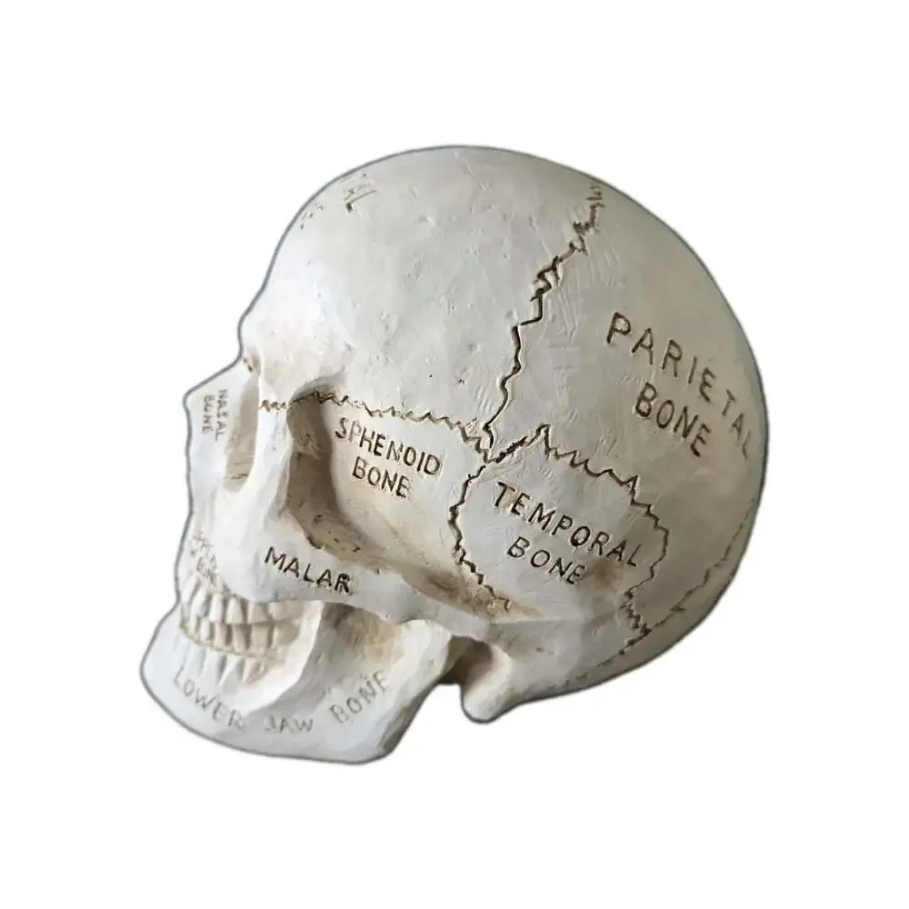 New Anatomical Human Skull Labeled Bones Medical Halloween Figurine Decor